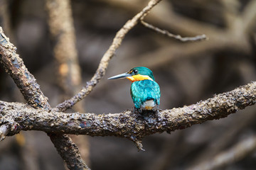 American pygmy Kingfisher (Chloroceryle aenea) perched on a branch in mangroves in Tarcoles, Csota Rica