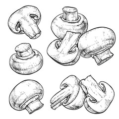 Champignons set. Vector illustration of mushrooms champignons on white background. Hand drawn style