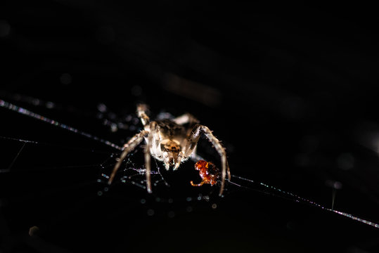 extremely closeup brown deadly spider hunting red bug with high detailed with dark blur background stock photo