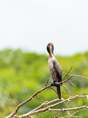 Neotropic Cormorant (Phalacrocorax brasilianus) preening itself in Costa Rica