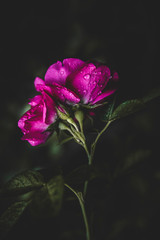 vivid magenta rose hip flower 