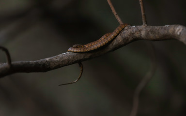 Culebra marrón enroscada en un rama al anochecer.