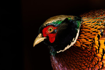Faisán común , foto detalle del perfil con colores rojos azules, verdes en un fondo negro.