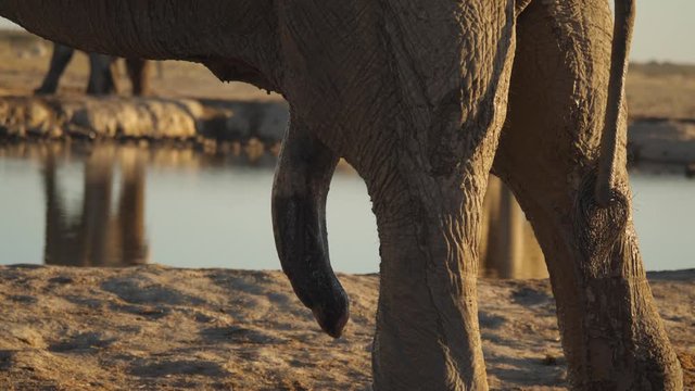 Extreme close up of African bull elephants dangling penis at water hole