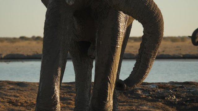African muddy elephant trunk blows dust, close up in golden light, tilt down