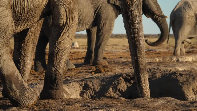 Three elephants, mud bath in dry savannah, low angle static shot