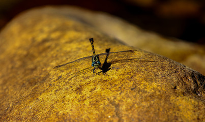 Libélula amarilla y negra con ojos azules posada en una roca de la Pedriza, España