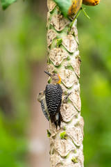 Adult and juvenile Red-crowned Woodpecker (Melanerpes rubricapillus) in Costa Rica
