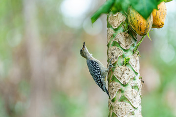 Red-crowned Woodpecker (Melanerpes rubricapillus) climbing up a tree trunk, in Costa Rica