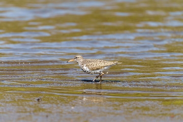 Spotted Sandpiper (Actitis macularius) in shallow waters in Costa Rica