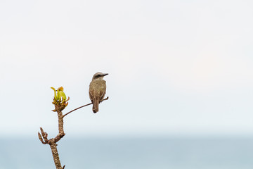 Tropical kingbird (Tyrannus melancholicus) perched on a twig against a bright background