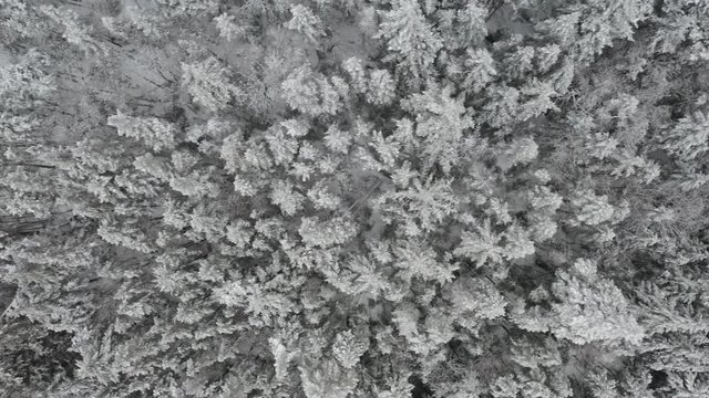 Birds eye view of a newly snow covered forest AERIAL TOP DOWN SLIDE