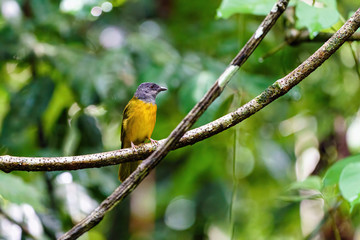 Grey-headed Tanager (Eucometis penicillata) in Costa Rica