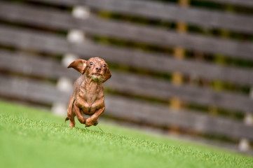 ミニチュアダックス