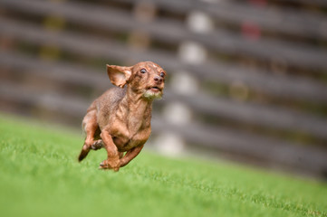 ミニチュアダックス