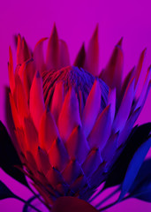 Blooming Pink Protea Plant over neon color background.