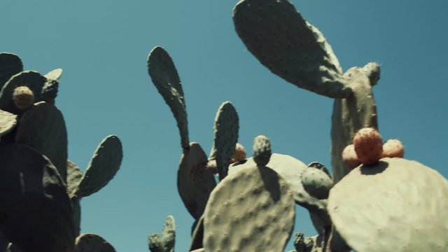 Close-up of succulent plant under the sun. Drought land in the background of the cactus