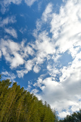 Fototapeta premium 竹林