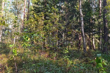 natural background of various forest trees and shrubs