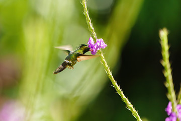 Black-crested Coquette (Lophornis helenae) hummingbird, feeding, in Costa Rica