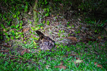 Pauraque (Nyctidromus albicollis) on ground at night with it's chick, in Costa Rica