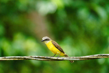 Obraz premium Grey-capped Flycatcher (Myiozetetes granadensis) perched on thick wire, in Costa Rica