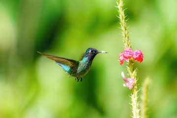 Purple-bibbed Whitetip (Urosticte benjamini) hummingbird hovering near flower in Costa Rica