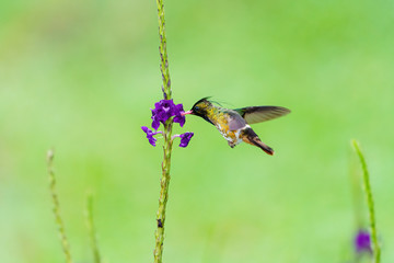 Black-crested Coquette (Lophornis helenae) hummingbird feeding form a small flower in Costa Rica
