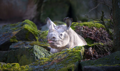 Ceratotherium simum cottoni, simum, Diceros bicornis michaeli, white rhino, are critically...