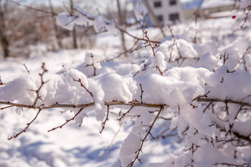 snow branch in winter on a bright Sunny day