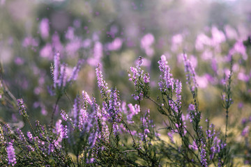 Naklejka premium bloom heather in sun light 