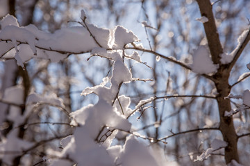 Fototapeta na wymiar winter, a branch in the snow against a Sunny sky