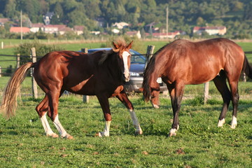 Fototapeta premium Young male horses playing in the meadow