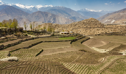 The green terraced fields of the Himalayan village of Nako in Kinnaur, India.