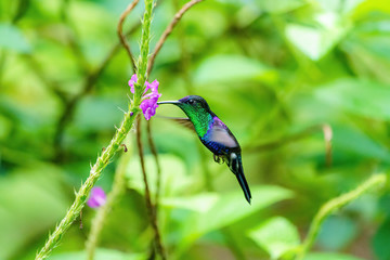 Fototapeta premium violet-crowned woodnymph (Thalurania colombica colombica) feeding off a small flwoer, taken in Costa Rica