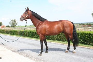 Young male horses playing in the meadow