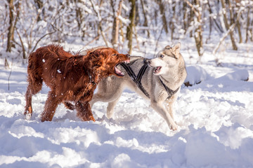  dogs play in a snowy forest. dogs run through the woods