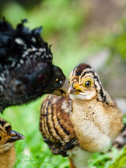 Great Curassow (Crax rubra) chick waiting expectantly for food from it's mother, taken in Costa Rica