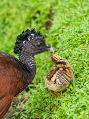 Great Curassow (Crax rubra) female with chick, taken in Costa Rica
