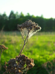 Rośliny