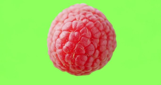 A raspberry rotating clockwise in the air before a green background. Macro shot with greenscreen background and soft commercial light.