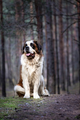 cute sain Bernard dog in forest 