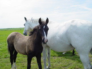 Foal young bay and grey fur horses family