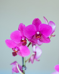 Fototapeta na wymiar beautiful orchid flower in bloom 