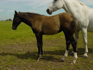 Foal young bay fur horse family