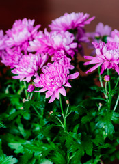 Fototapeta premium Chrysanthemum flower bud in a garden