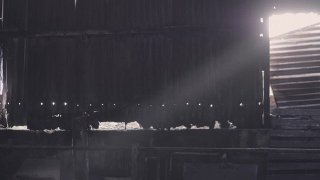 Dark abandoned farm building with light beaming through holes in walls and roof. Scary, eerie dark shadows. Cobwebs and dust cover random objects.