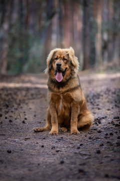 Tibetan Mastiff Puppy Sitting