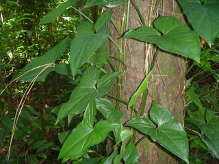 green leaves of tree