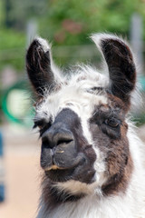 Black and white llama posing like a human © Egemen